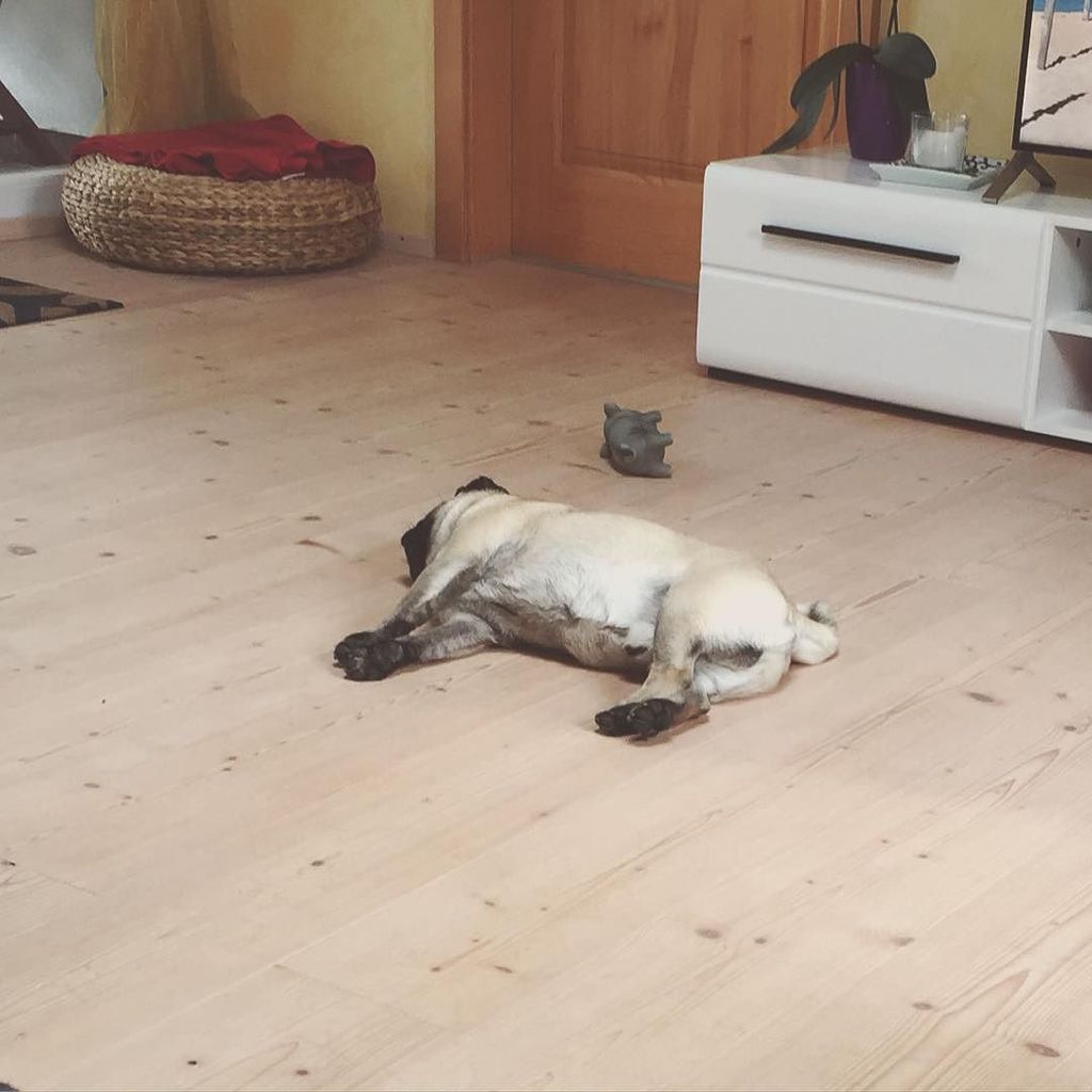 Puglee_Pug's tweet photo. 💤💤💤💤😹😹#pug #flatnosesociety #pugloversclub #pugmania #puglife #pugs #pugsofinstagram #puppy #pet #pugnation #pugoft… https://t.co/UvwWmPLKzm