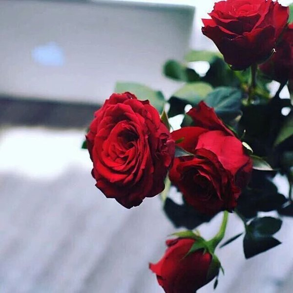 OsmanBaygul1's tweet photo. "Kolaylaştırınız!Zorlaştırmayınız Müjdeleyiniz,nefret ettirmeyiniz!Birbirinizle anlaşın,iyi geçinn,ihtilâfa düşmeyn https://t.co/P8xoC84KG7