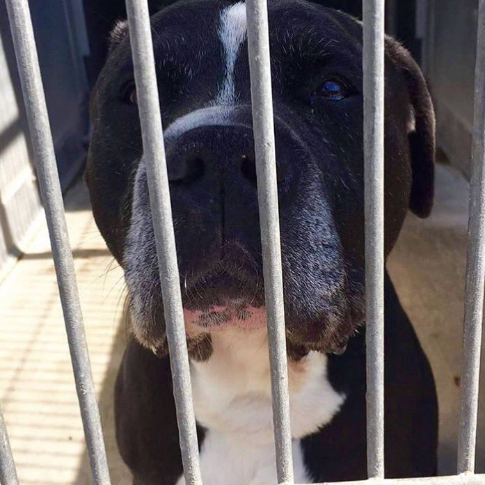 11 y/o Rasta owner died

  #VenturaCountyShelter 
July 30th 2015 

ID#A626574
805-388-4341

instagram.com/p/BEaYiIfisc7/