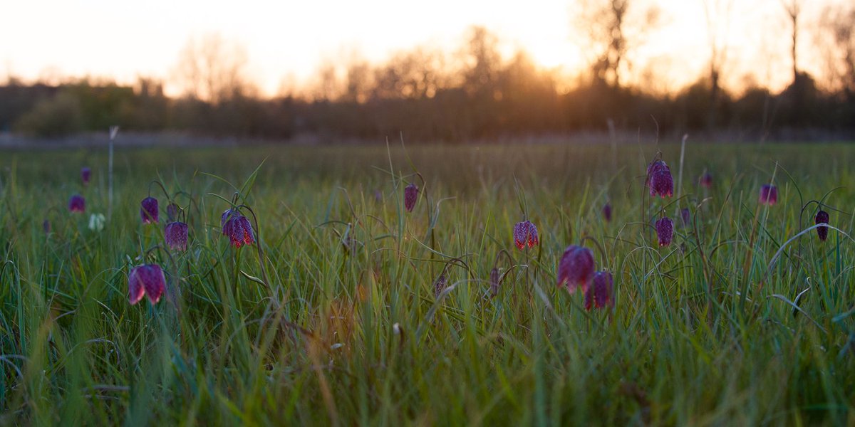 the perfect evening for #photographing #snakesheadfritillaries at #iffleymeadows @BBOWT @wildlifetrusts @BBCOxford