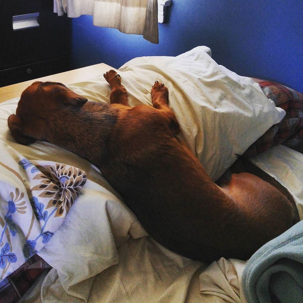 TheCaringTimes_'s tweet image. Tulip thinks she's been doing the nightshift too 😎

#nightshift #pupstagram #pupsupport #dogsandpals #dachshundsofi…