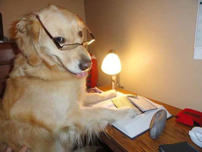 mongmenh58's tweet photo. Hahahaha
Dog read book. https://t.co/ocqo7QnD1p