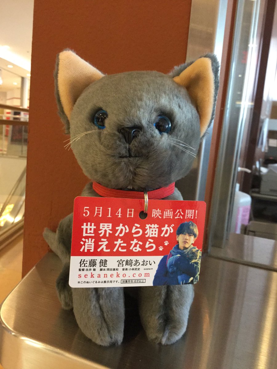 109シネマズ港北 على تويتر こーんな可愛いぬいぐるみが届きました チケット窓口にちょこんと座って 皆様のお越しをお待ちしています 世界から猫が消えたなら は5月14日 土 公開です せか猫
