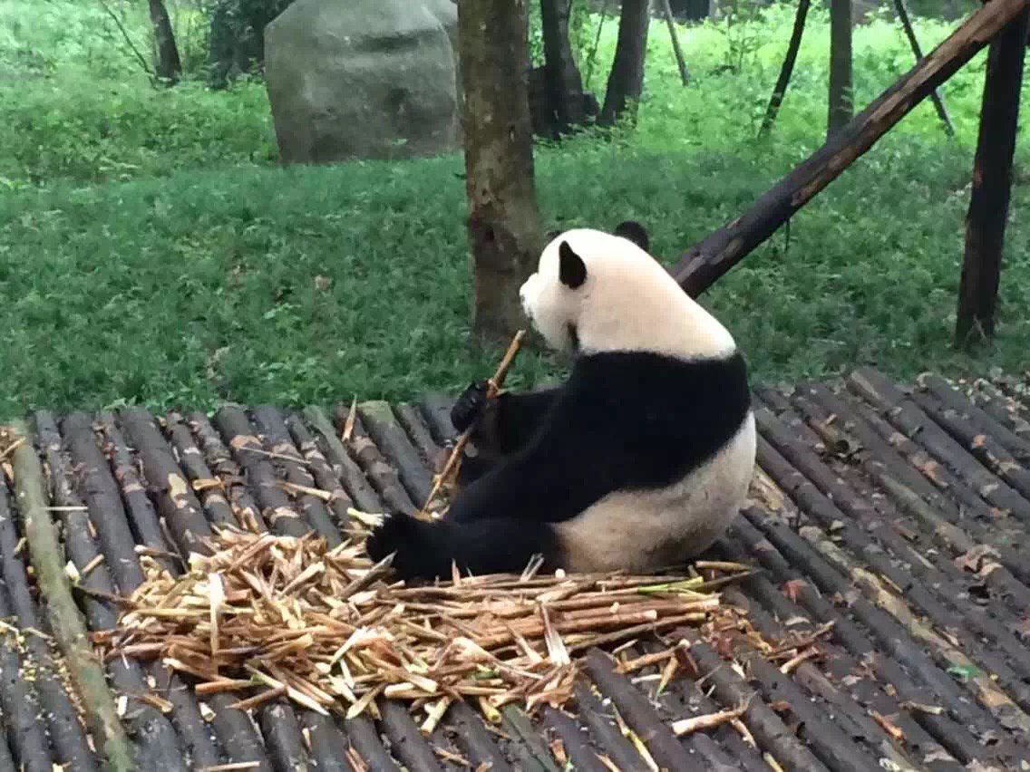 Panda,what can we to describe, Lovely, charmingly naive or other?