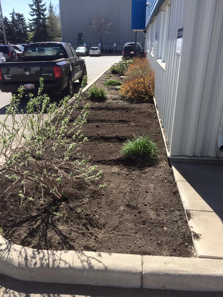 Great project at @mustardseedyyc. Front garden converted into a veggie garden. Thanks to @hopcompost for #compost