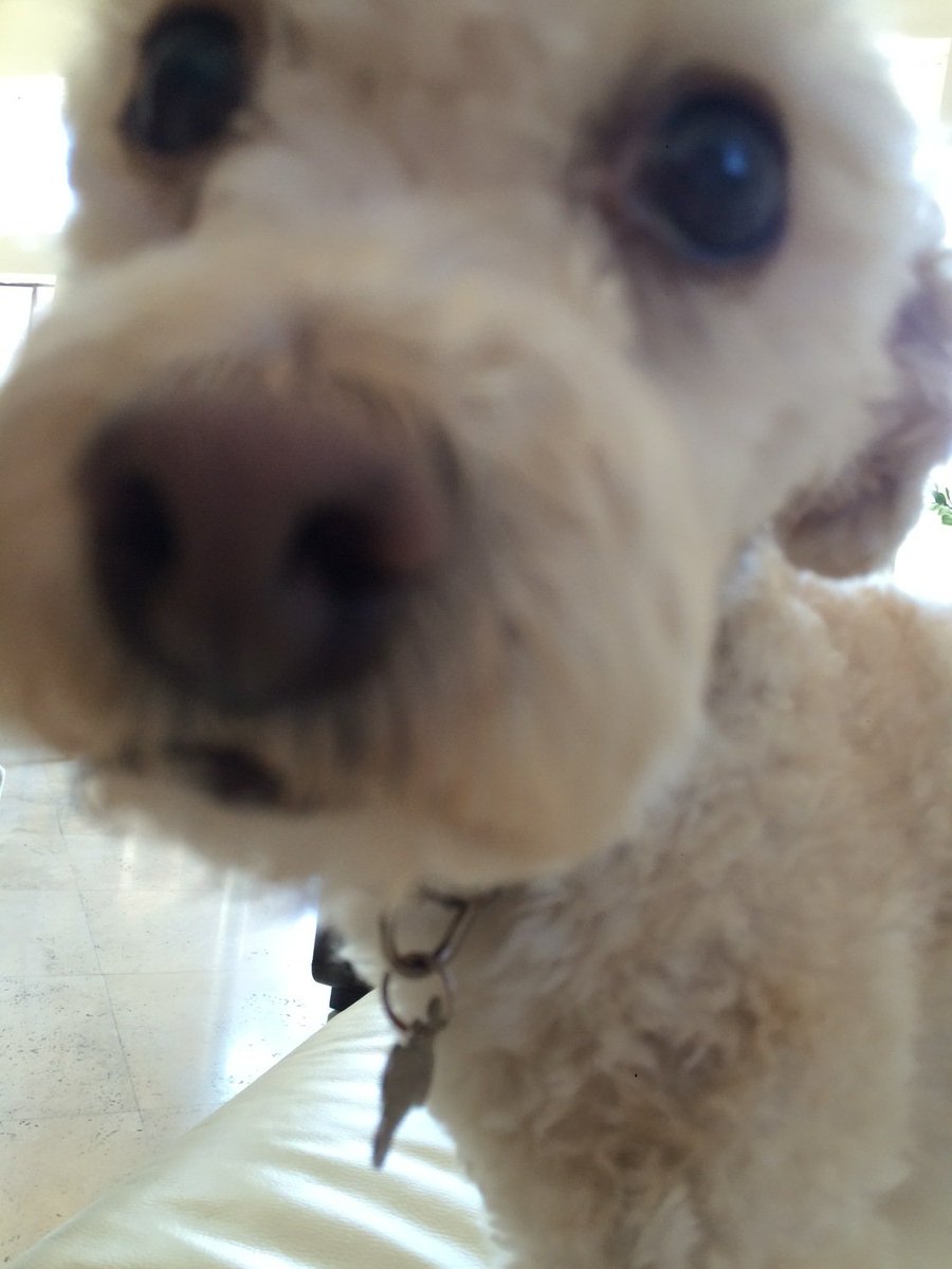 iamdudethedog's tweet photo. @WyndbraeSimon @LaurieTatum2 @ZombieSquadHQ @Sprocket_Cool BOOP our submission #nose off #ZSHQ https://t.co/M1wNW3KZGM