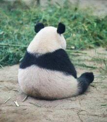 Panda_Reactions's tweet photo. when nobody misses you https://t.co/sf0sEHgko5