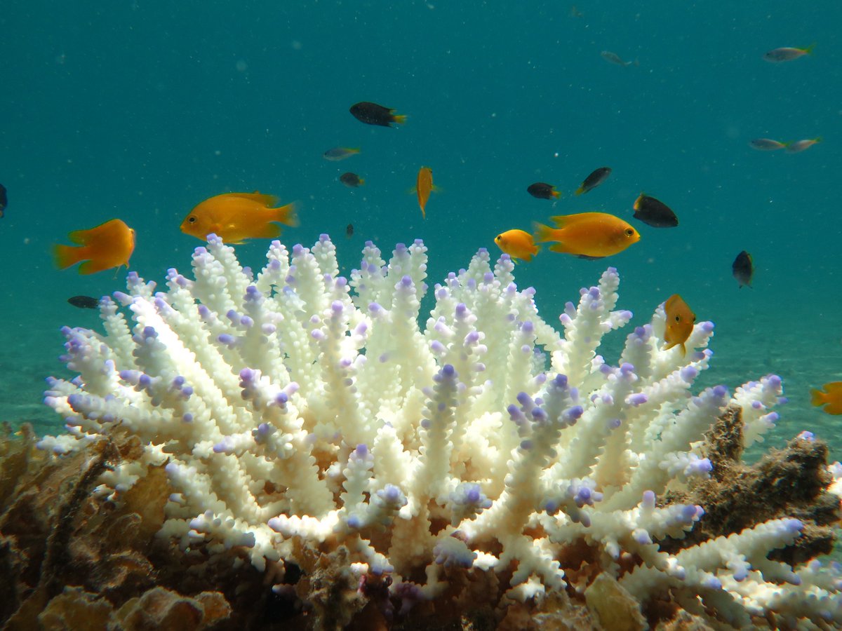 gbrmarinepark's tweet photo. Statement about #coralbleaching on the #GreatBarrierReef from our chairman @RussellReichelt: https://t.co/7x2X3HZcrT https://t.co/HuioZ9nCl5