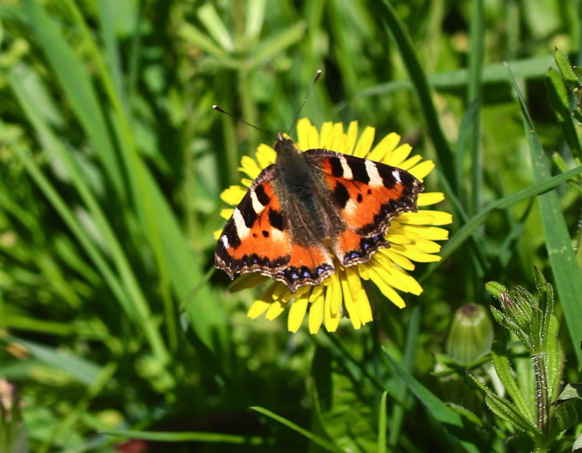 Naturepixkez's tweet photo. Happy days are here again ! @BBCSpringwatch @Buzz_dont_tweet @britbutterflies @WM_Butterflies @WestMidlands_BC https://t.co/TQGpRkNueI
