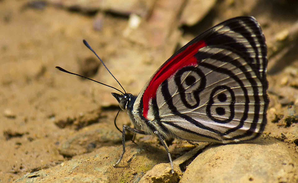 MindShiftKQED's tweet image. Using Creativity to Boost Young Children’s Mathematical Thinking by @dfkris #mathchat ow.ly/4mSXld