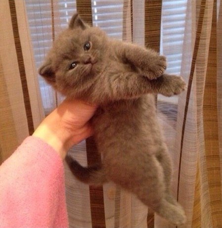 Простой рецепт счастья:

• Берем кота. 
• Тискаем кота. 
• Гладим кота. 
• Радуемся 
• :3