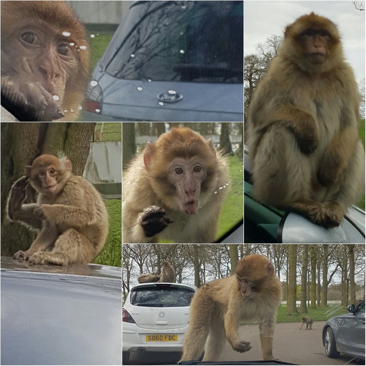 Miss_HMW's tweet photo. Monkey life ❤ #woburnsafaripark @leeridgeon https://t.co/GnEjw6jz5E