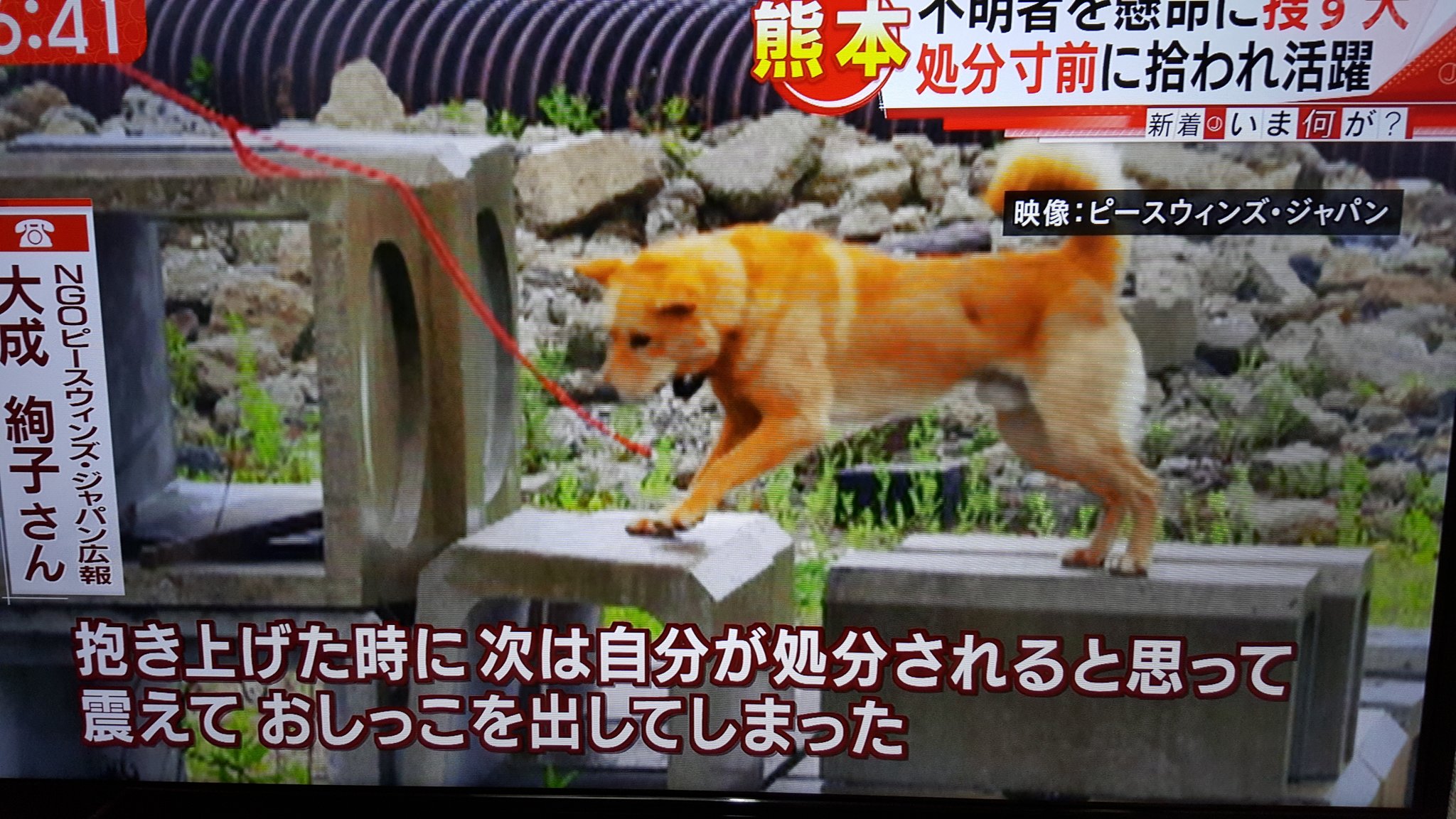 いちごぱふぇ 殺処分寸前で 今では救助犬の夢之丞 ゆめのすけ 被災地の熊本へ 海外にも救助に参加して本当に凄いね T Co Rbuxxqd8vj Twitter