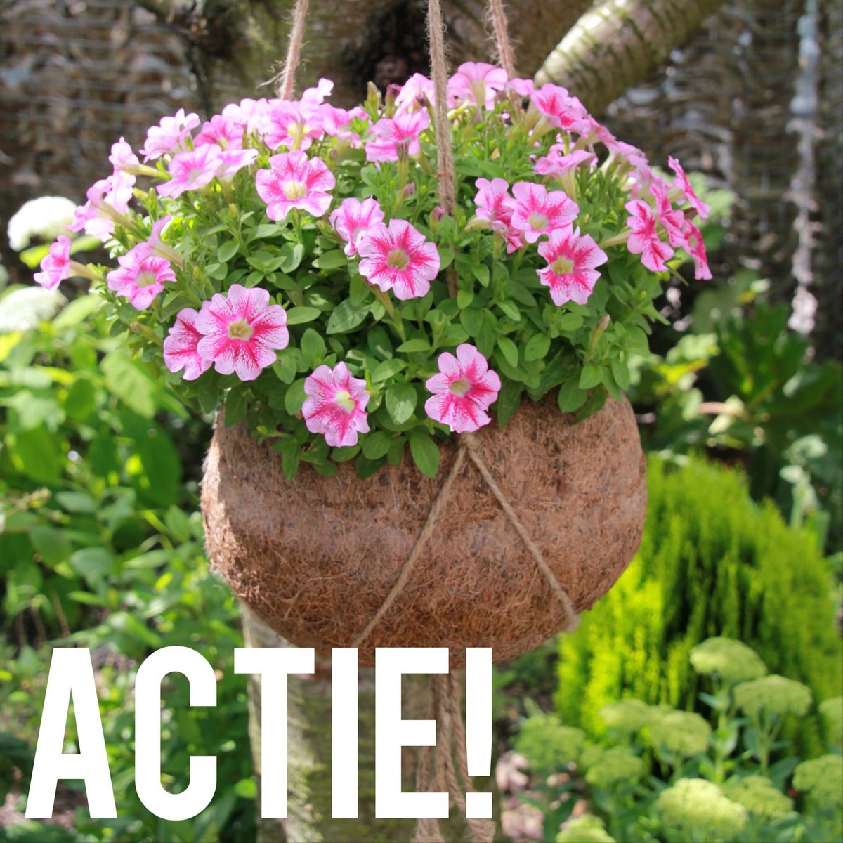 T/m zondag in de aanbieding bij <a href="/Intratuin/">Intratuin 🐝🌾</a> de Kokodama mét mini petunia, linkje: bit.ly/1U2xT0f