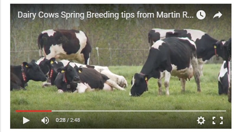 TirlanFarmLife's tweet photo. WATCH #Dairy #SpringBreeding tips from Martin Ryan #gainfeeds #BCS #fertility click here: https://t.co/WTE9Mpj8t7 https://t.co/8nFYNrh8O2
