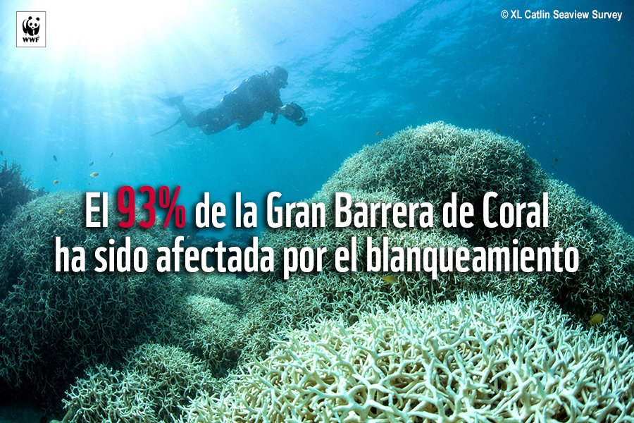WWFespana's tweet photo. Una tragedia: el cambio climático sigue cociendo la Gran Barrera de Coral. El planeta no aguanta #NiUnGradoMás https://t.co/qZRVyHGeQm