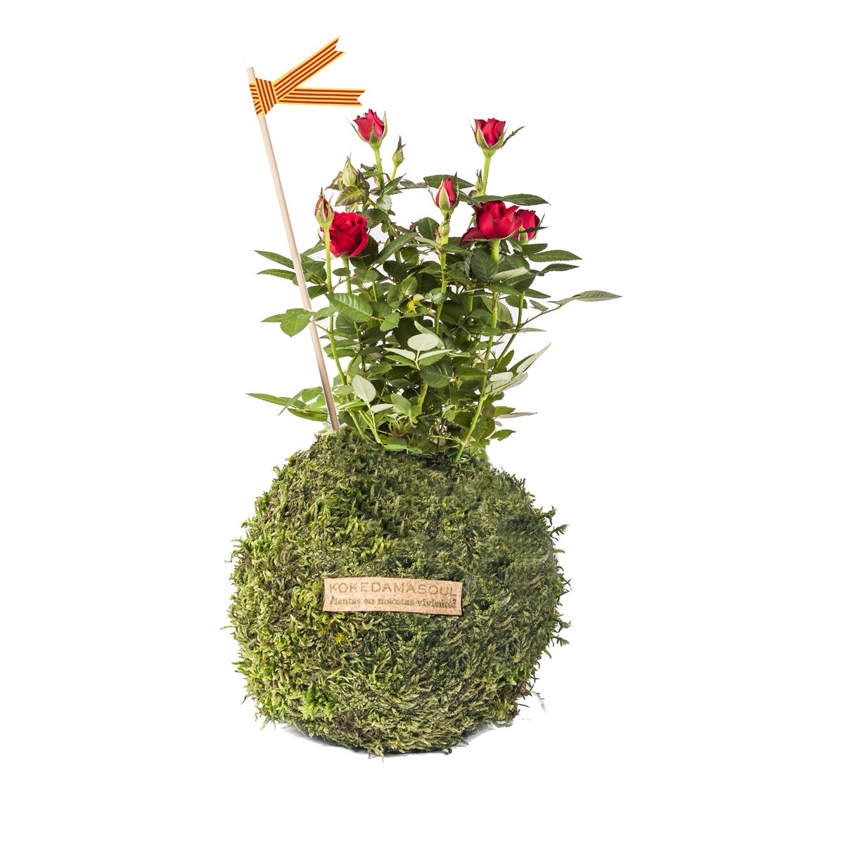 Sorprende y encanta a tus amores en Sant Jordi con una KOKE-ROSA! Hoy último día de reserva! kokedamasoul.com/producto/koke-…