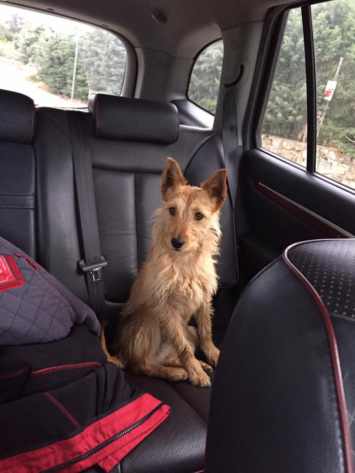 margadm's tweet photo. Buenos Dias , Ayer se perdio Esta perrita por la Urbanizacion Montemorillo , se llama Lupe Tiene un año https://t.co/lz0OT2p4nb