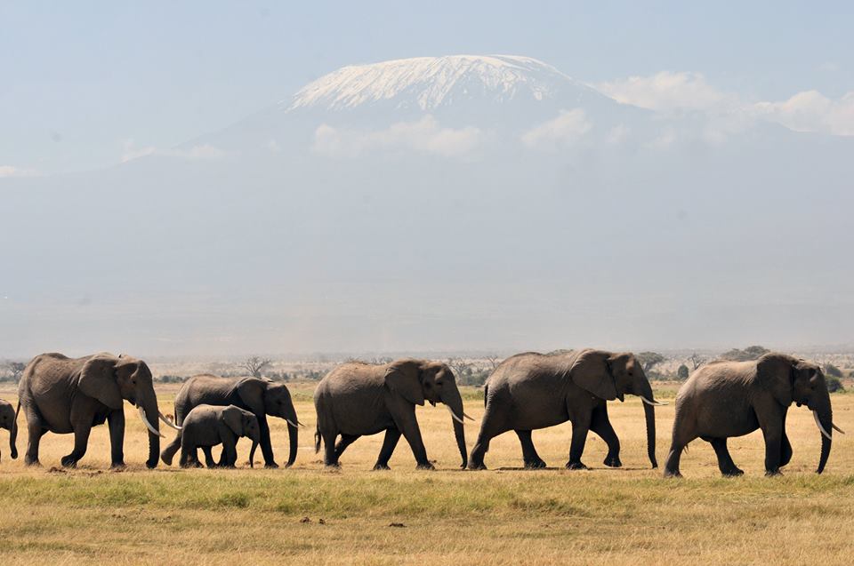 KWSKenya's tweet photo. #Tweet4Elephants Don't be left out on the 23rd. Join the conversation of conservation  #WorthMoreAlive #LightAFire https://t.co/mykIWaX7fs