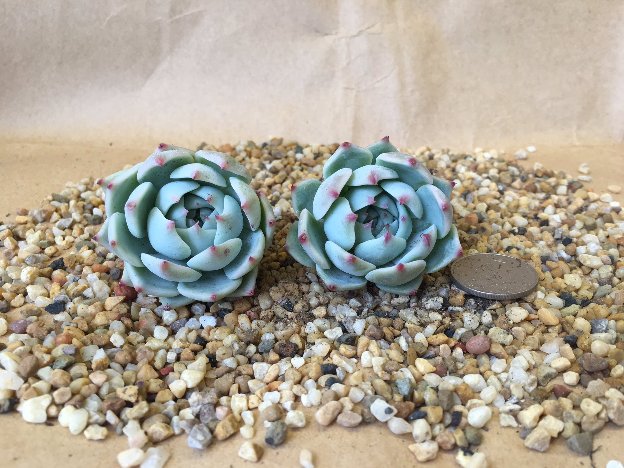 肉寶多肉植物 香港 Succulents Bo Twitter