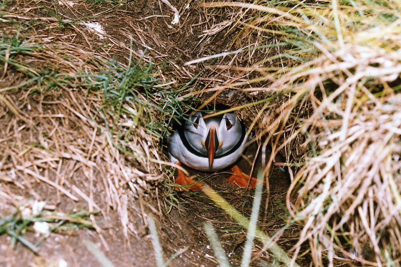 SteelySeabirder's tweet image. Now we have a seabird season! PUFFINS on eggs on Isle of May (discovered today)