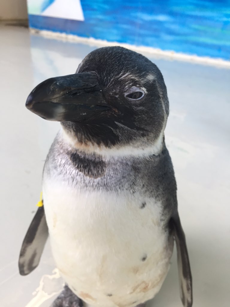 ペンギンのお口の中にはヒミツが！ 上顎と舌に無数のとげとげした突起