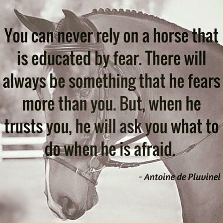 Mimosa_Equine's tweet photo. #equestrian #equestriantwitter https://t.co/z5bDW0TY1M