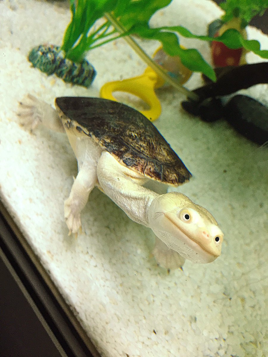 セトセイラ 撮影の合間に可愛いかめに夢中 見て見て 首長いの 絵に描けそうなの