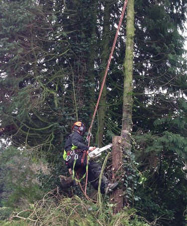 Call us if you'd like a quote on tree or hedge work #Dorchester #Poole #Wareham Bournemouth ow.ly/4mQWyw