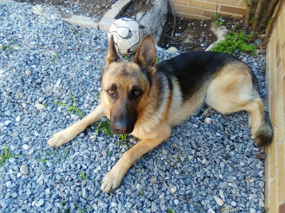 PerrosadopcionF's tweet photo. El guapo de Zarco busca un hogar. Es un pastor alemán de un año y su carita de buenazo no pasa desapercibida. https://t.co/Dp59VZHOmV