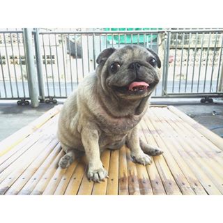 Joy_PhotoCam's tweet photo. ฉันเป็นสุภาพสตรีค่ะ 🐶🐷
#pug #Thichaa #ซอแตก #zorr #zorrbkk https://t.co/GO9WuWlpa0 https://t.co/e8nYmGlDbP