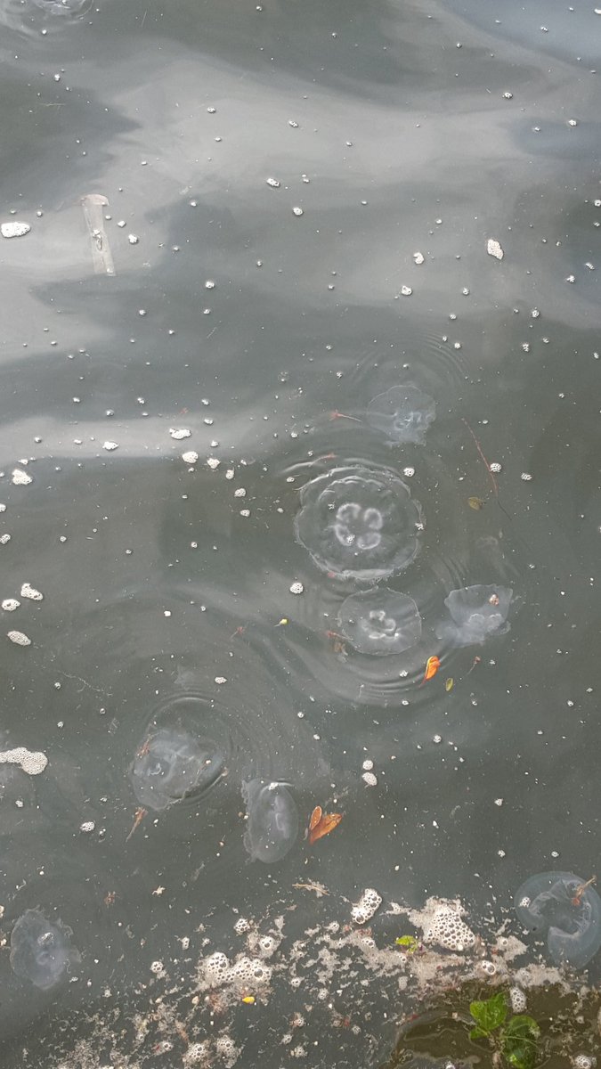 福島久美子 (@kumi_c0314) / Posts / X