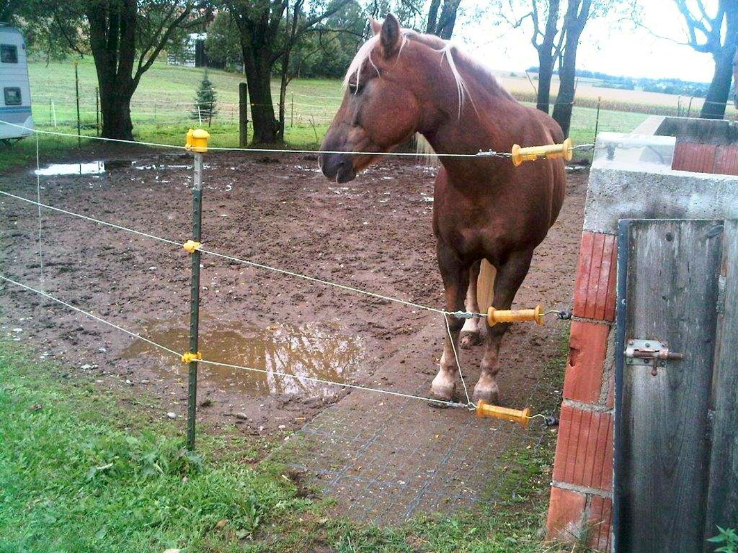 EcoGridLtd's tweet photo. A #horse will choose #EquiGrids over mud any day! π Always #permeable, reinforced & mud-free https://t.co/ZaWs2X4CeJ https://t.co/YaLT3xwacx