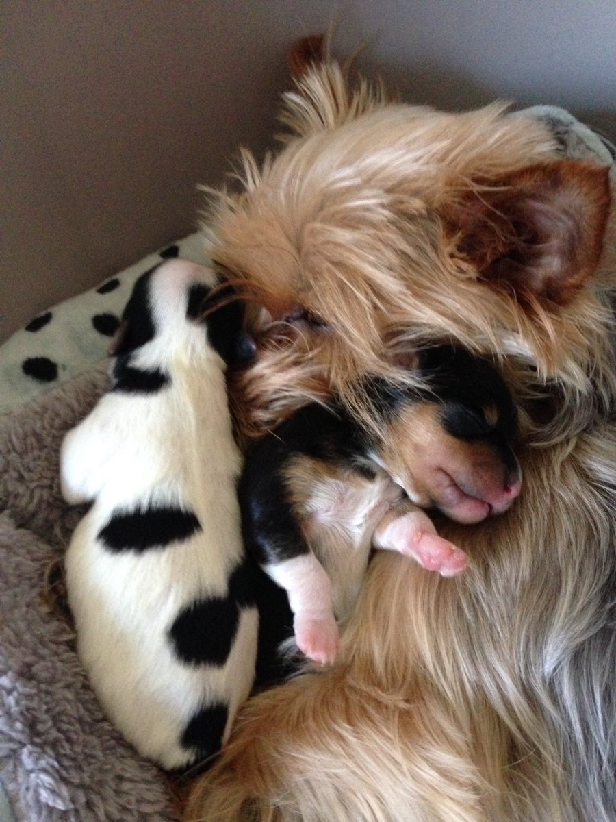 sheehan47's tweet photo. Puppy's having cuddles #Morkies https://t.co/yOPK1fe6Ot