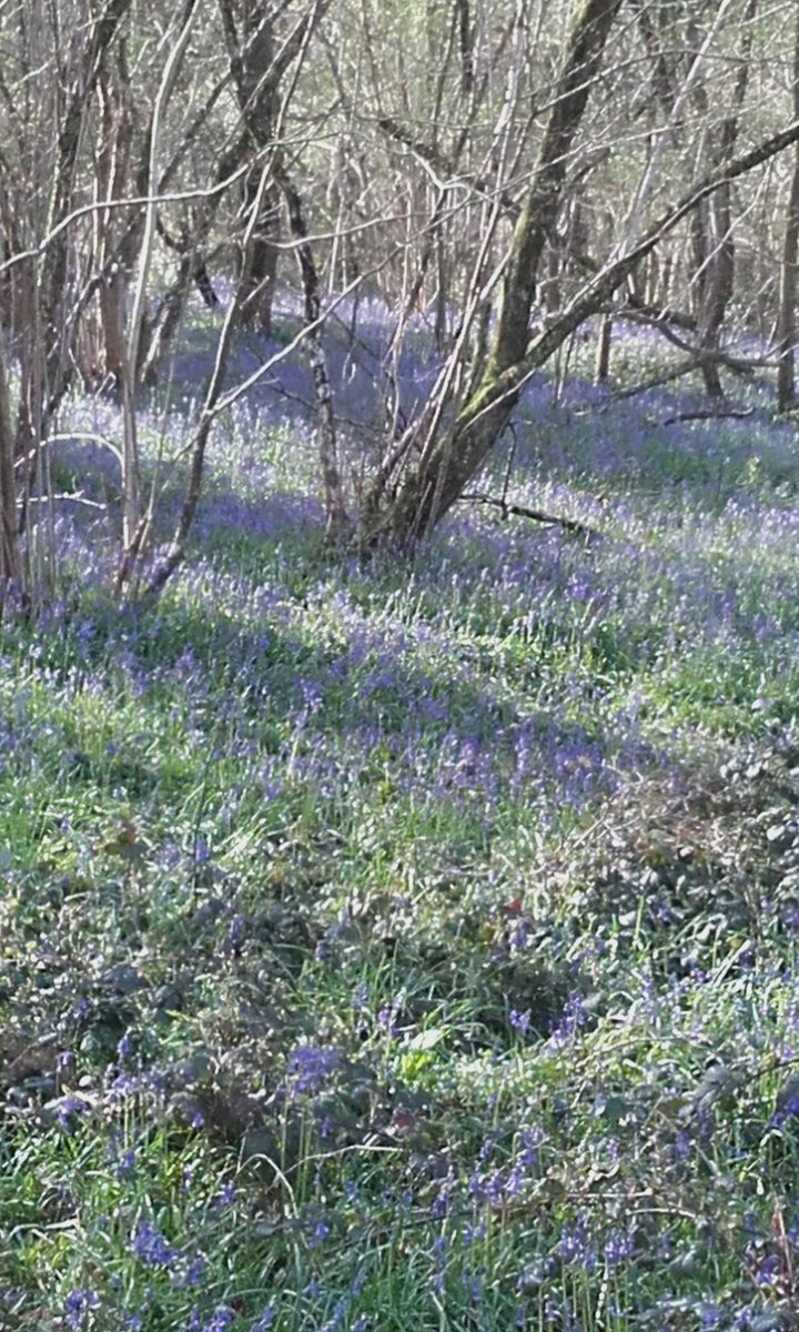 MarkRobCW's tweet image. You can actually smell the Bluebells there&apos;s so many...