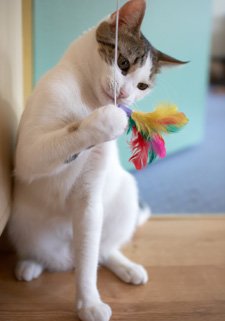 300_Felines's tweet photo. Make time for #PlayTime this #WellnessWednesday ! https://t.co/9tFNkoY22U