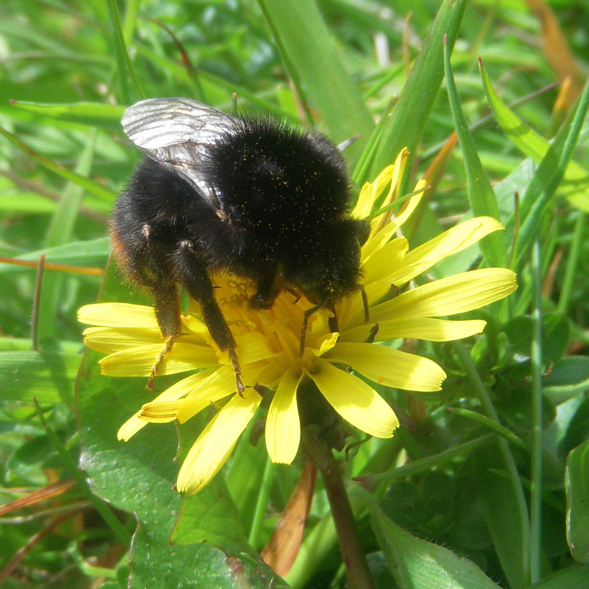 gramondo66's tweet photo. Everything was buzzing in the garden today. #SaveTheBees #Beemageddon https://t.co/6gPBQA9cGt