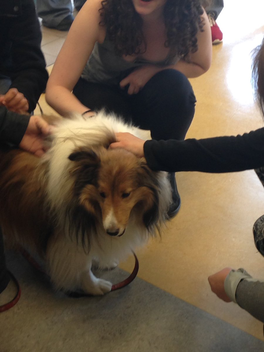 The therapy dogs have been a huge hit amongst the students. They're here until 1 today. #StressLessFest
