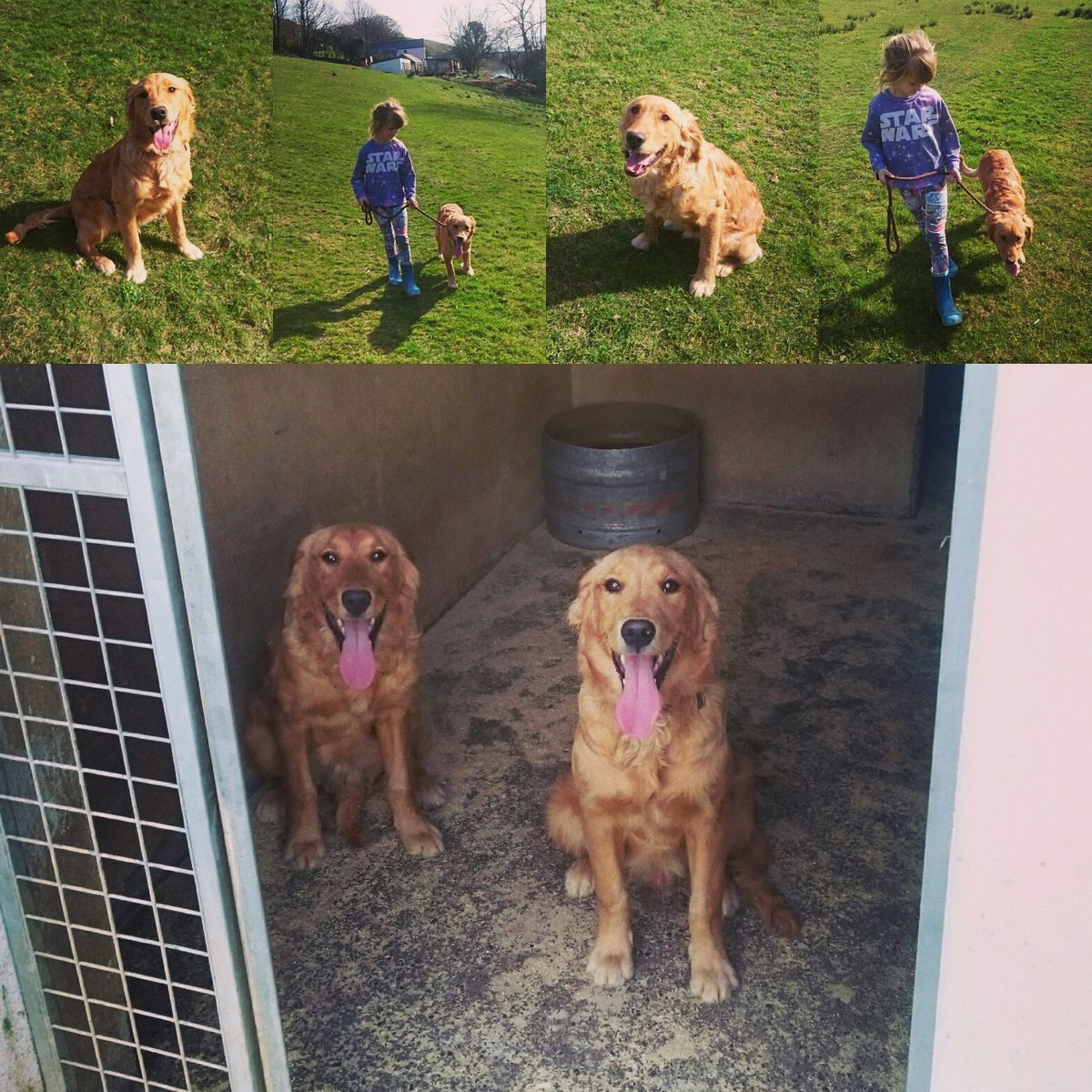 HoustyK's tweet photo. 3 weeks on the Housty residential programme and even a small child can handle them. #housty #dogtraining #trainhard https://t.co/id1SMYW5hO