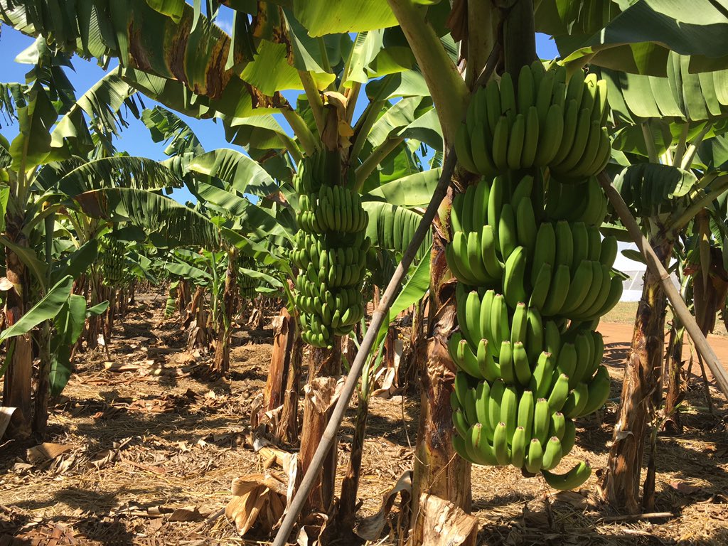 Hectares of irrigated land: Bananas &amp; mangoes changing #Malawi. You clever people <a href="/MalawiMangoes/">Malawi Mangoes</a> <a href="/JonnyJacobs11/">Jonathan Jacobs</a> 🍌💛