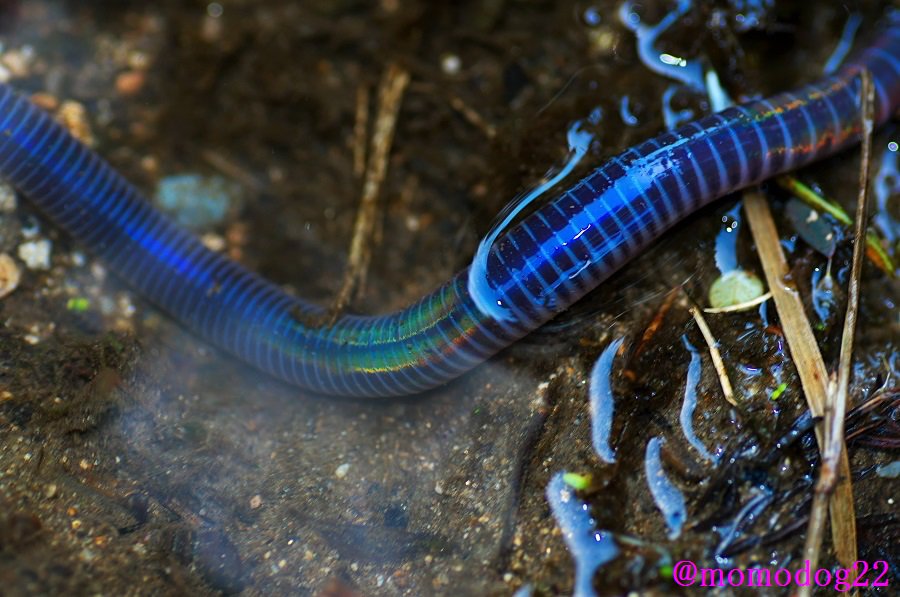 もも 先日 山で見つけたシーボルトミミズ 国内最大のミミズとされ隊長は40 を超える これは25 くらい 体色は青いが 光の角度によって美しく輝い見える 4 17撮影 T Co Wyd5fzpbt9 Twitter
