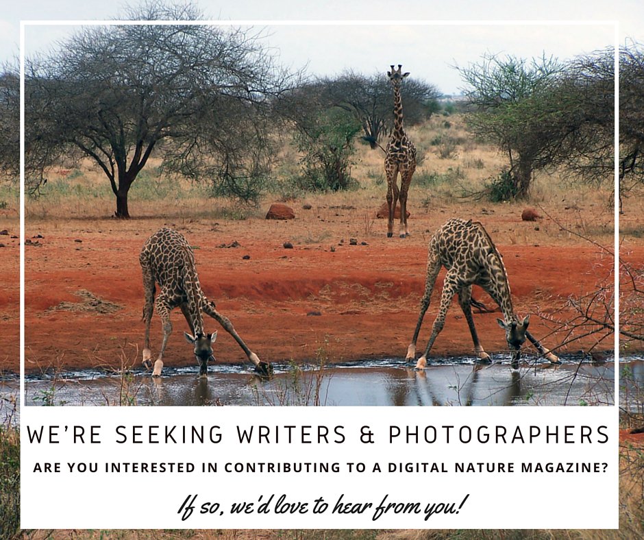 pachgroup's tweet photo. Out of Wilderness Magazine is currently seeking contributors! Pitch them your idea to hello@outofwildernessmag.com https://t.co/IDr3V1F6aM