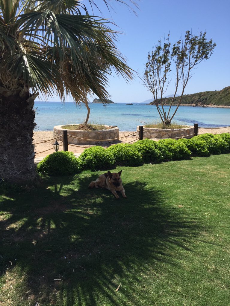 DatcaDoris's tweet image. Sezon açılışı için son hazırlıklar sırasında yorgun düşenler var...