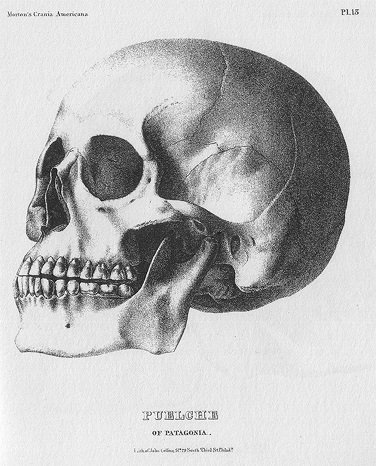 PLOSBiology's tweet photo. Morton - racist bias. Gould - liberal bias? #skullgate #PLOSBiology https://t.co/lFThHKR3k6 https://t.co/NqCMEbXKkF https://t.co/yACdIuZwpK