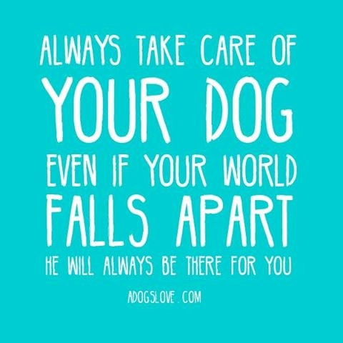 ICOD_Catalog's tweet photo. Always Take Care of Your Dog . . https://t.co/cAoDR3csXl
