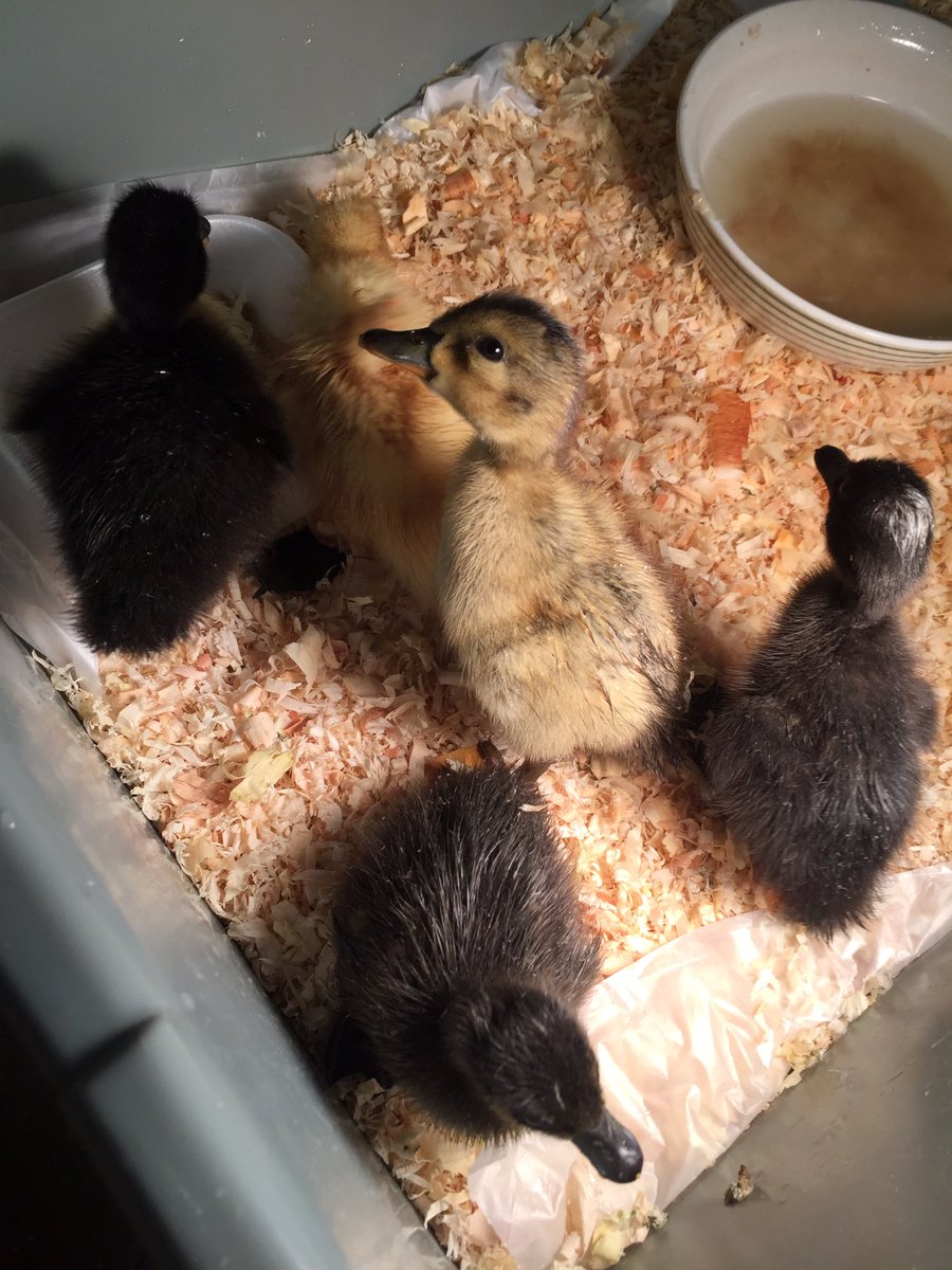 mrshammonsclass's tweet photo. We have 14 ducklings that have hatched! #Clinkscale #GettingQuacky https://t.co/DxroobQvzP