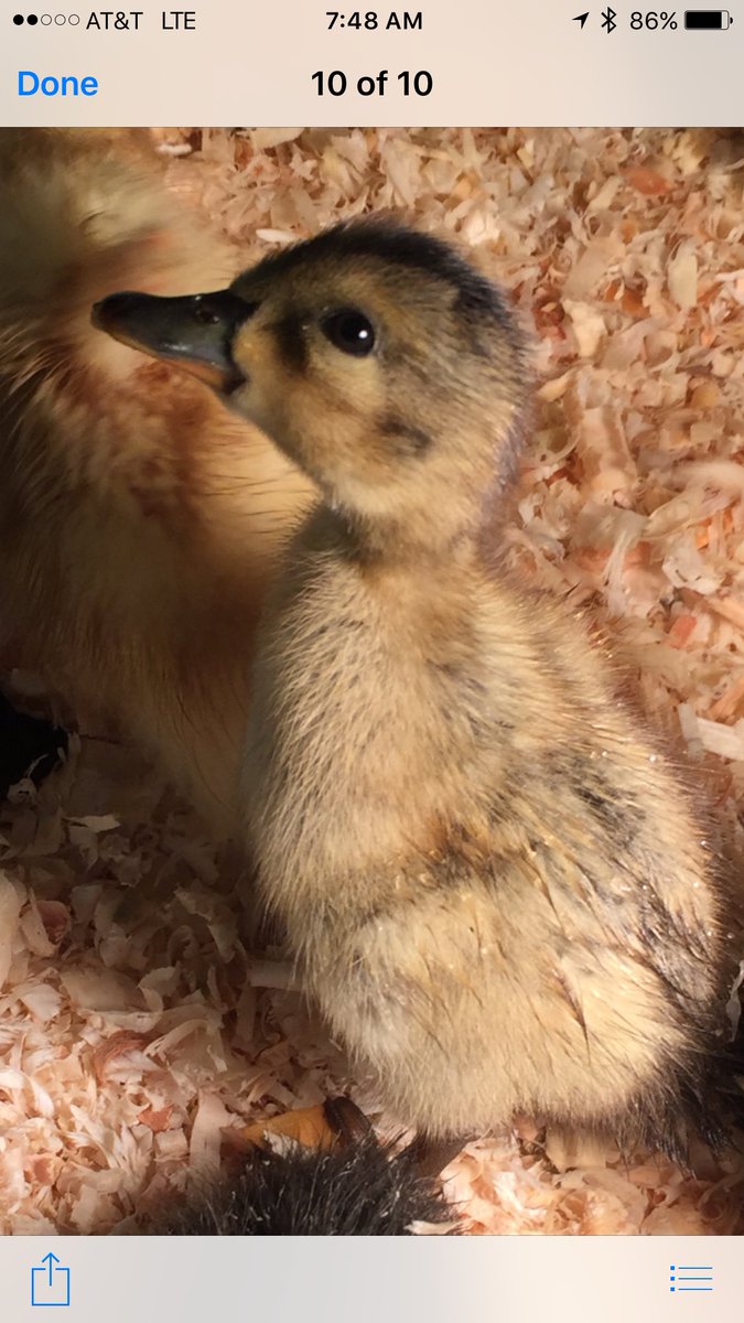 mrshammonsclass's tweet photo. We have 14 ducklings that have hatched! #Clinkscale #GettingQuacky https://t.co/DxroobQvzP