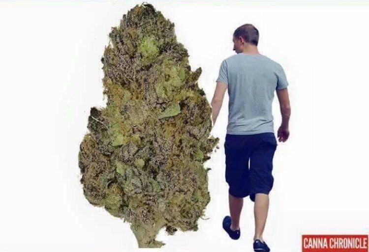 ThaPlugger's tweet photo. RT if that ⛽️ is your best friend https://t.co/jIekylXptu