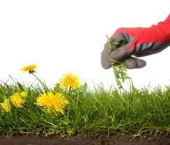 DoctorFile's tweet photo. If more filing space is in the needing, one solution is regular weeding! #FilingTip #Spaceplanning https://t.co/fSQs08kQnN