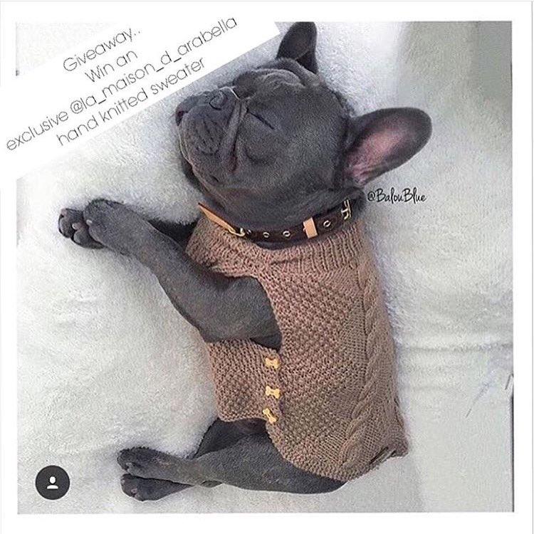 MaisonDArabella's tweet photo. Add our Instagram for our competition 👌🏻👌🏻 @la_maison_d_arabella #dog #dogaccesories #dogsoftwitter https://t.co/WA0owAOmMD